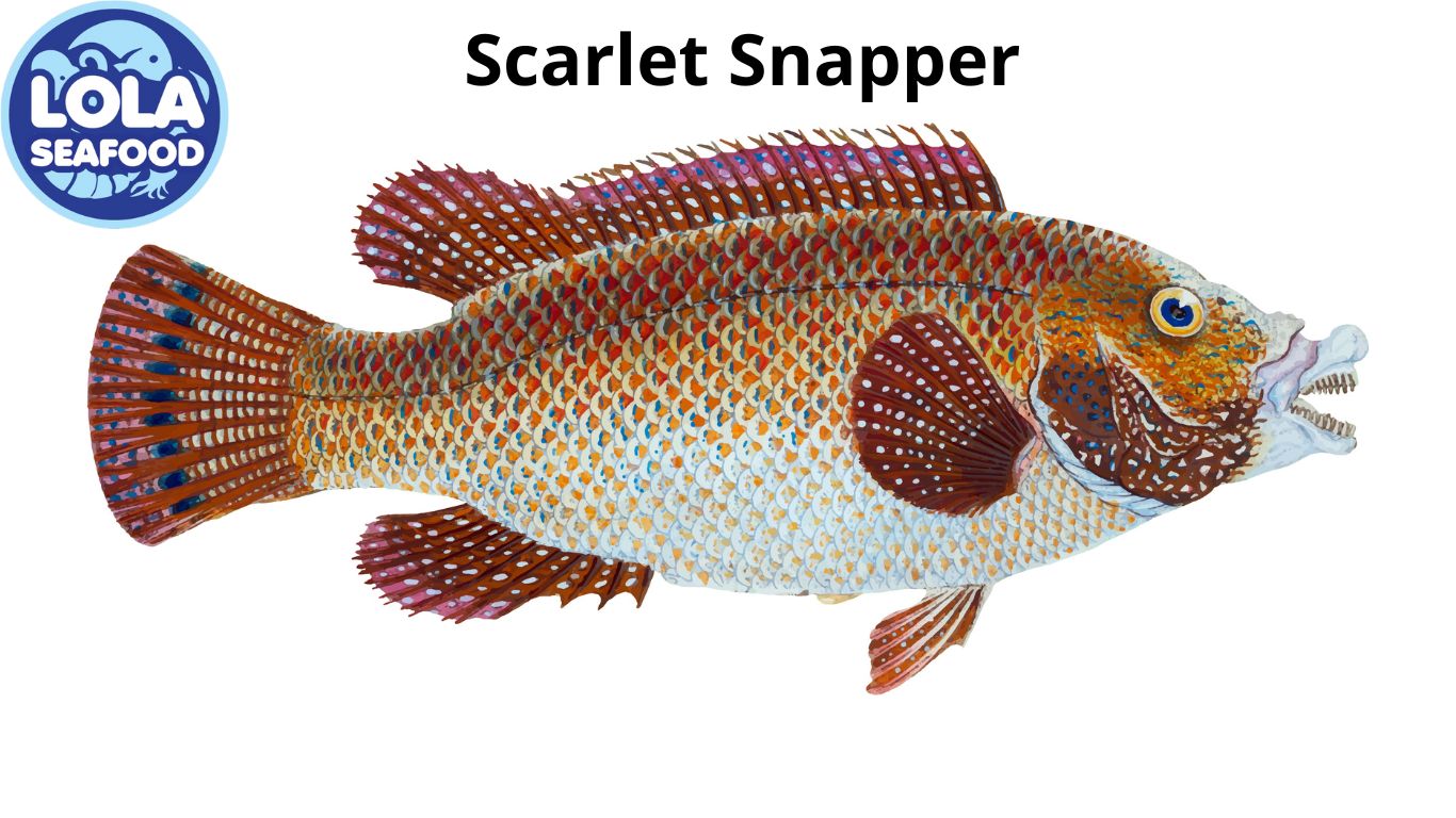 Scarlet Snapper